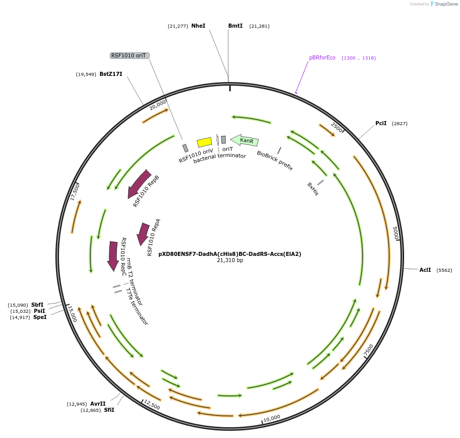 225302-plasmid-map-sequence-id-463814