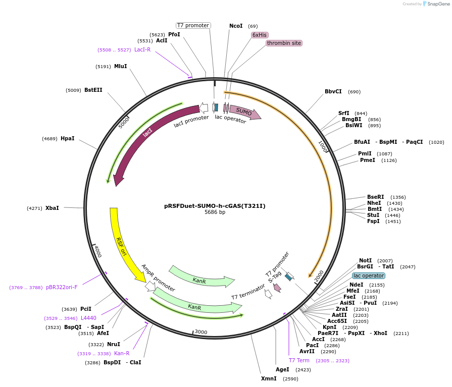 232294-plasmid-map-sequence-id-463815