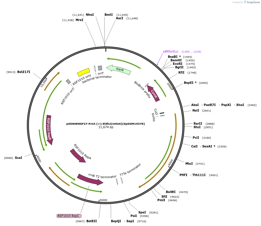 233875-plasmid-map-sequence-id-463816