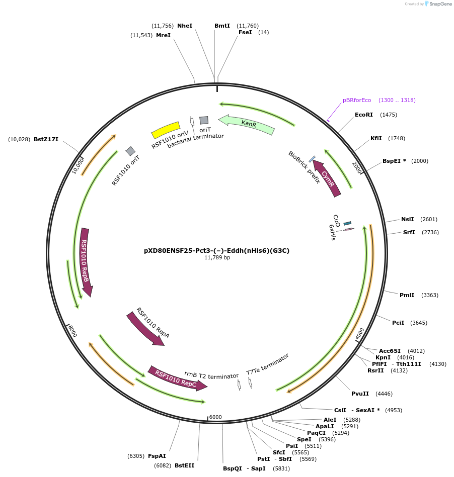 233873-plasmid-map-sequence-id-463817