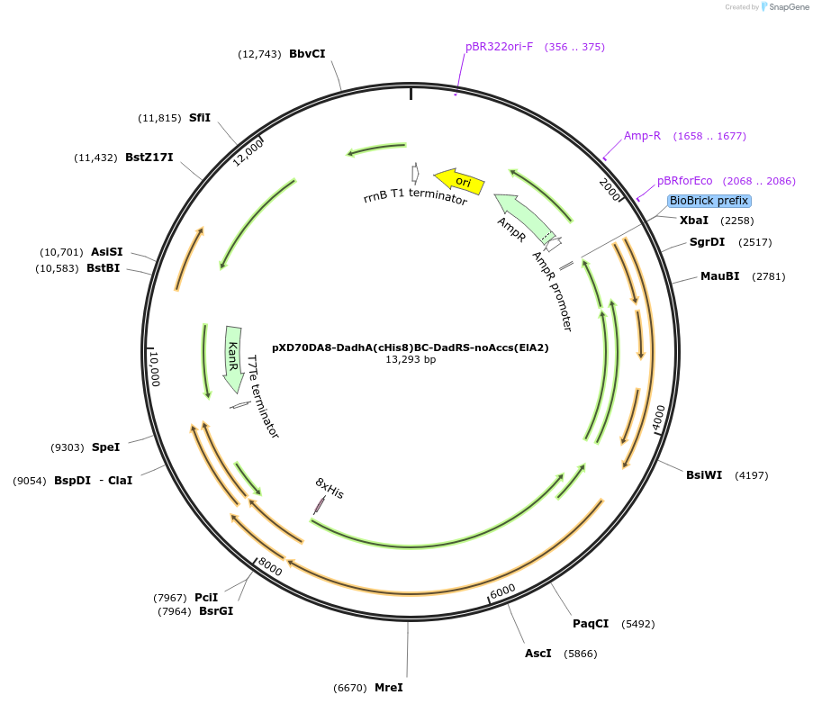 225326-plasmid-map-sequence-id-463819