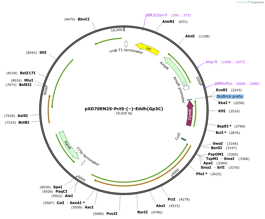 233877-plasmid-map-sequence-id-463820