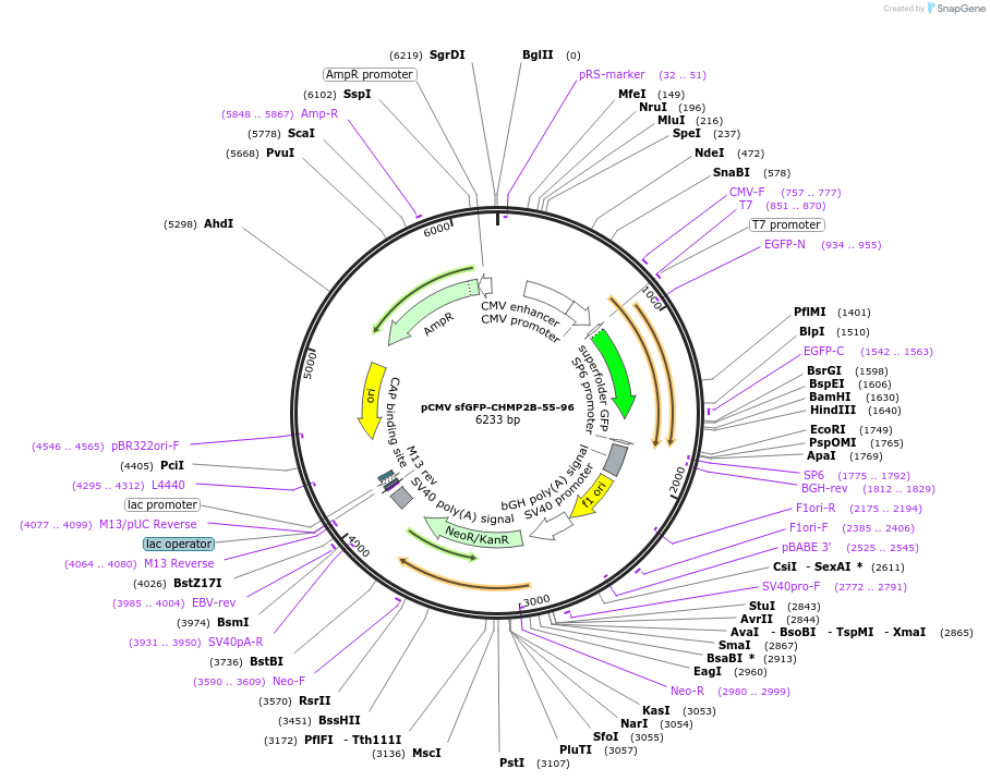 232014-plasmid-map-sequence-id-463829