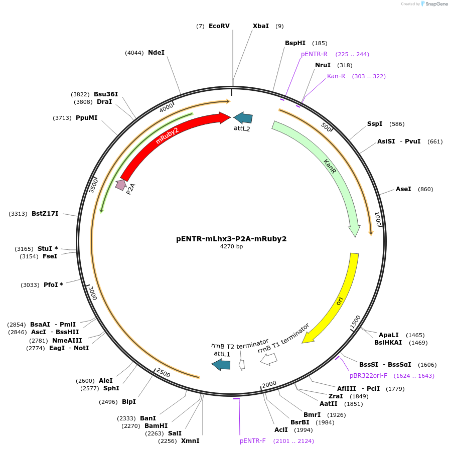 233159-plasmid-map-sequence-id-463830