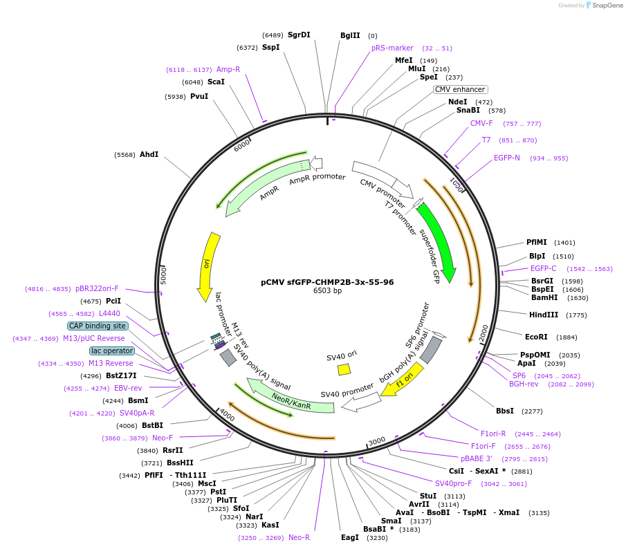 232015-plasmid-map-sequence-id-463832