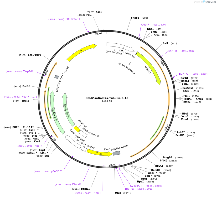 231771-plasmid-map-sequence-id-463847