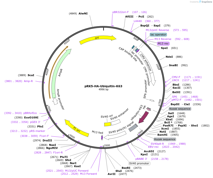 17606-plasmid-map-sequence-id-464046