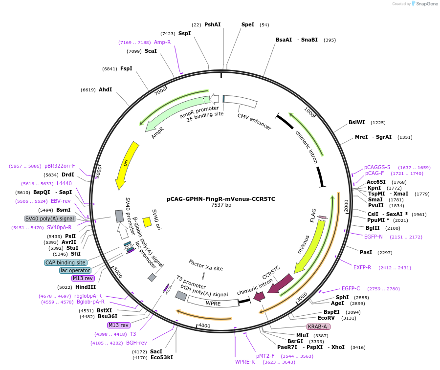 231783-plasmid-map-sequence-id-464047