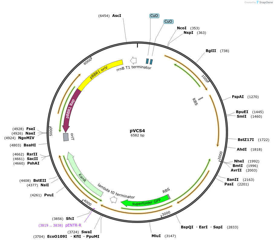 231618-plasmid-map-sequence-id-464053