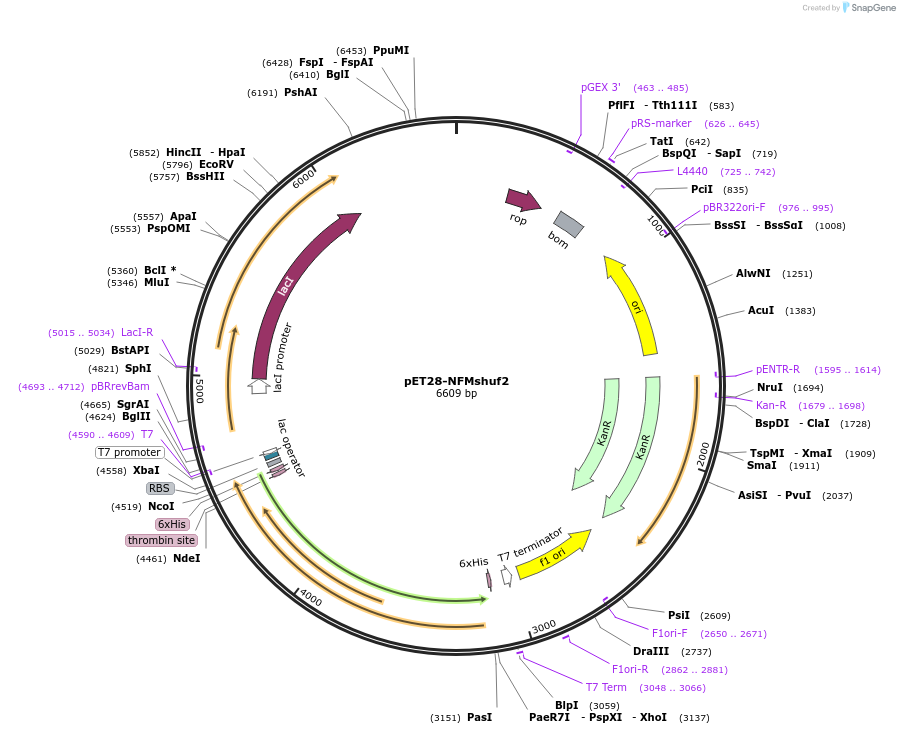 232059-plasmid-map-sequence-id-464059