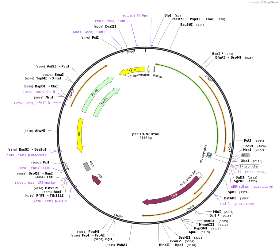 232057-plasmid-map-sequence-id-464061