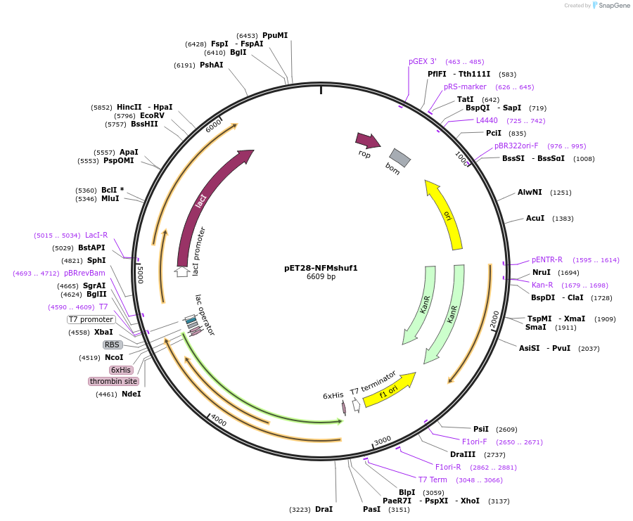 232058-plasmid-map-sequence-id-464062