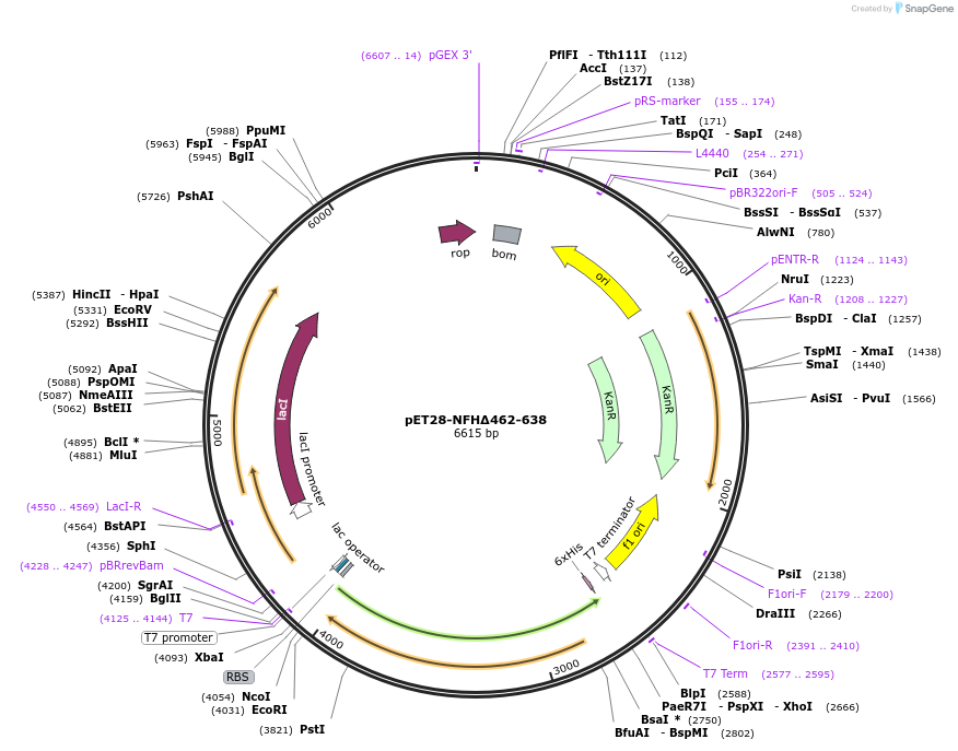 232061-plasmid-map-sequence-id-464068