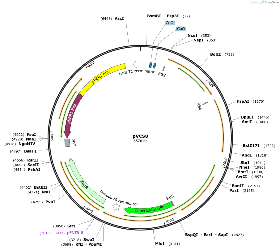 231622-plasmid-map-sequence-id-464071