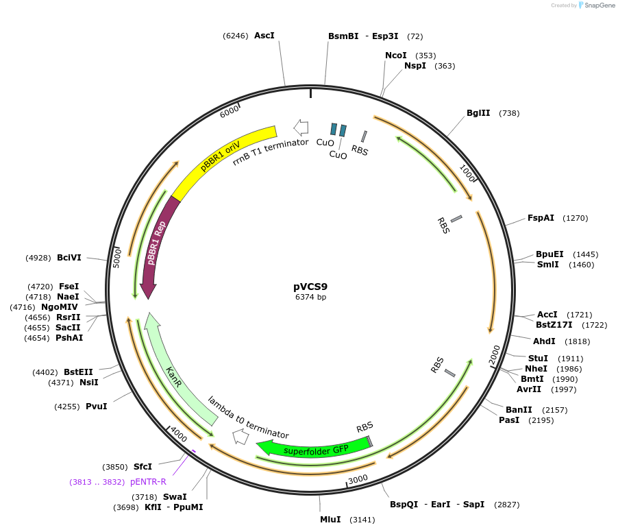 231623-plasmid-map-sequence-id-464087
