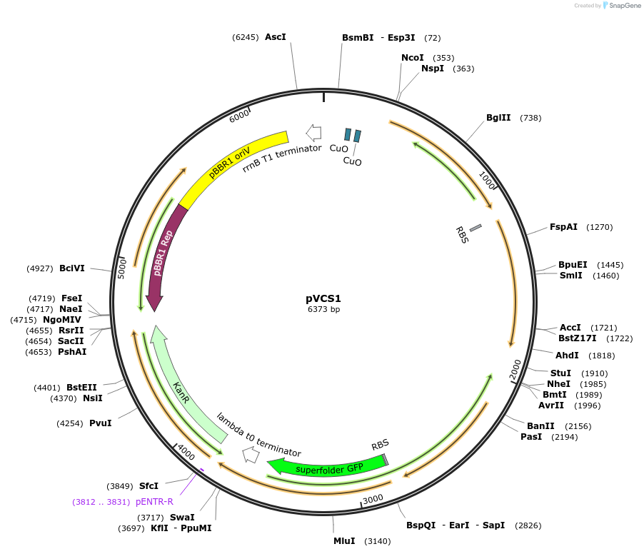 231615-plasmid-map-sequence-id-464094