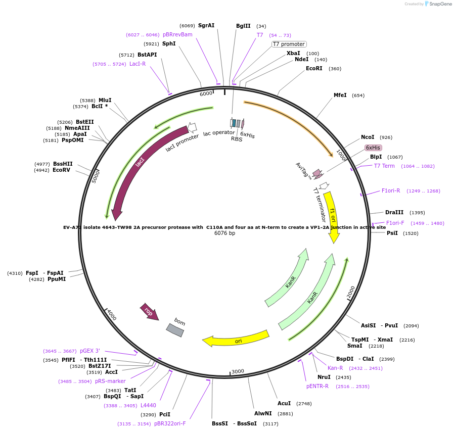 228633-plasmid-map-sequence-id-464103