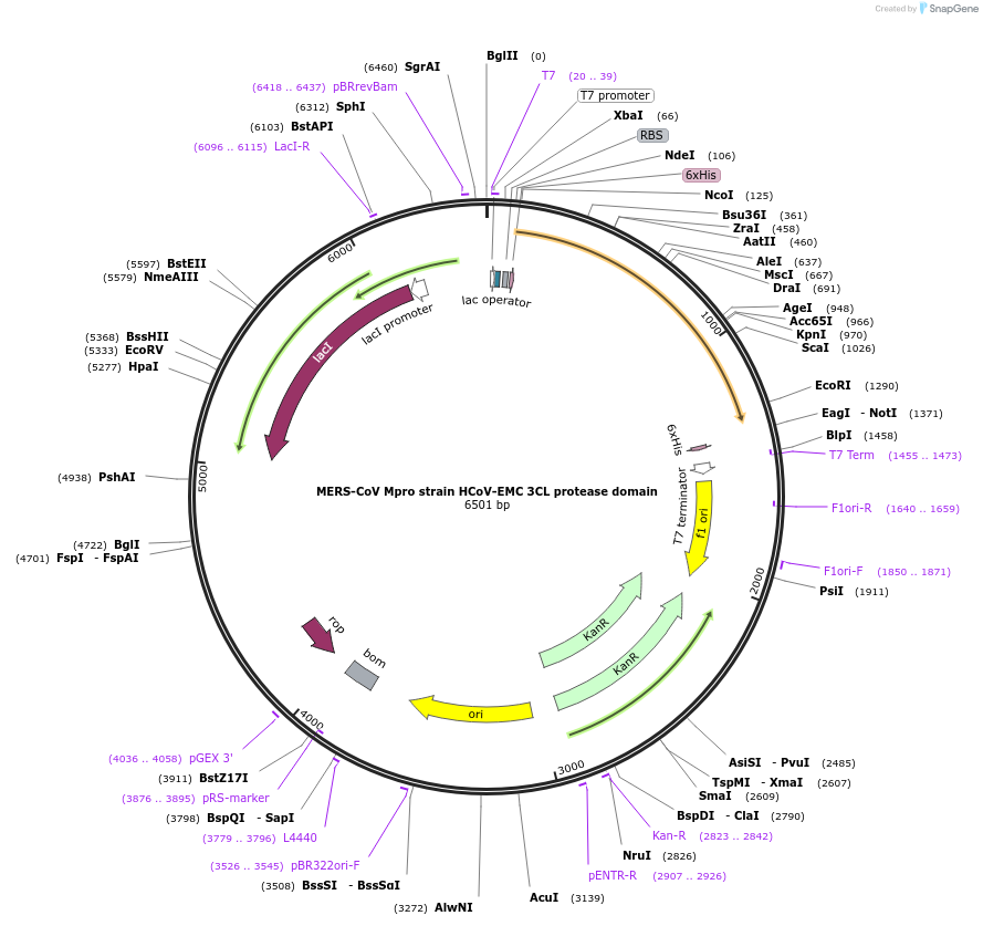 228646-plasmid-map-sequence-id-464108