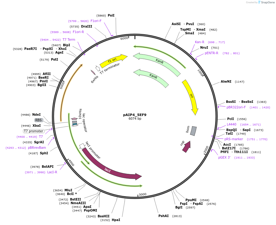 234154-plasmid-map-sequence-id-464120