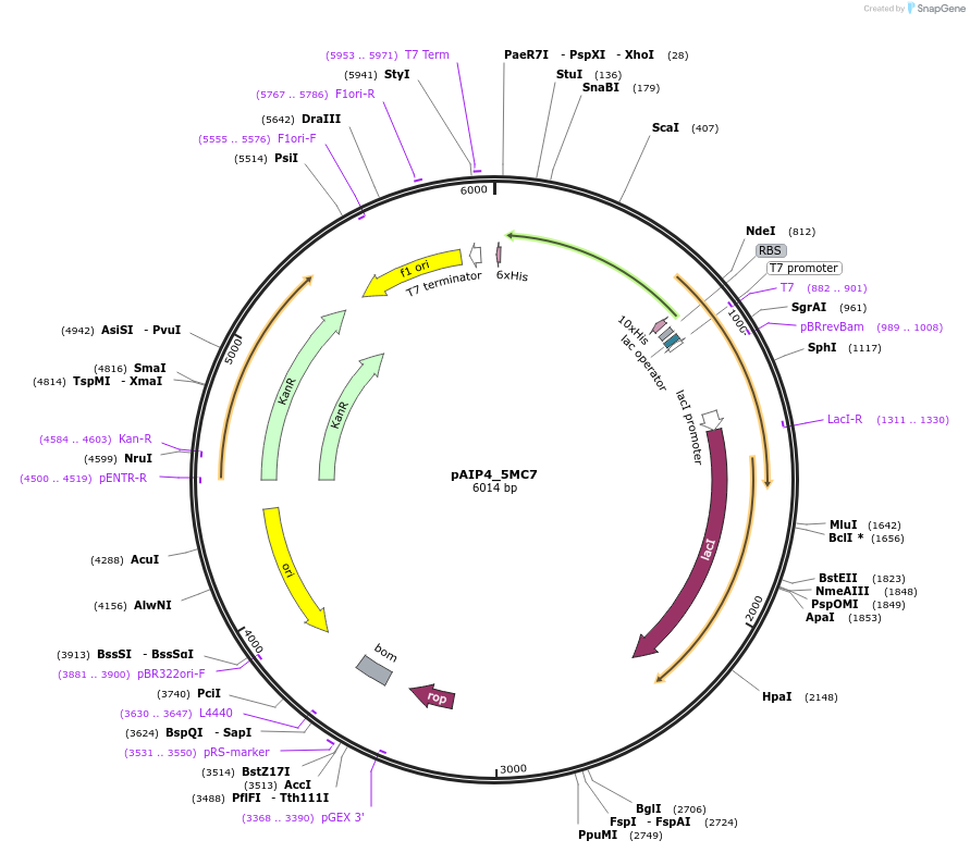 234155-plasmid-map-sequence-id-464121