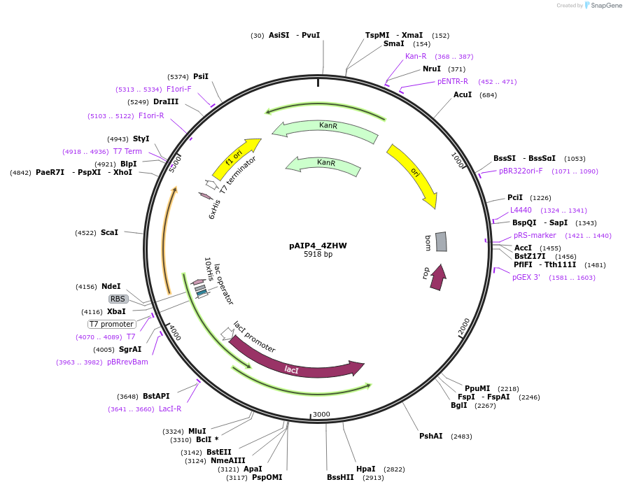 234158-plasmid-map-sequence-id-464124