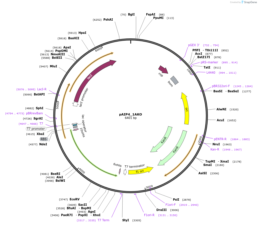 234162-plasmid-map-sequence-id-464128