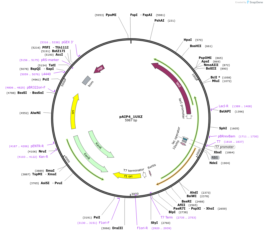 234166-plasmid-map-sequence-id-464132