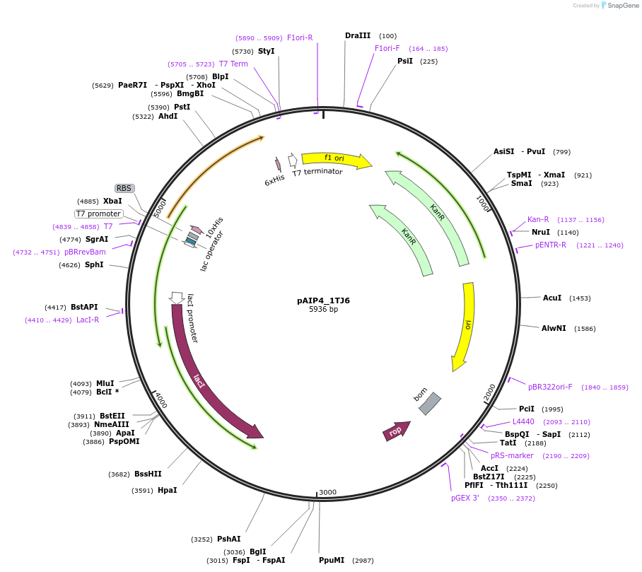 234167-plasmid-map-sequence-id-464133