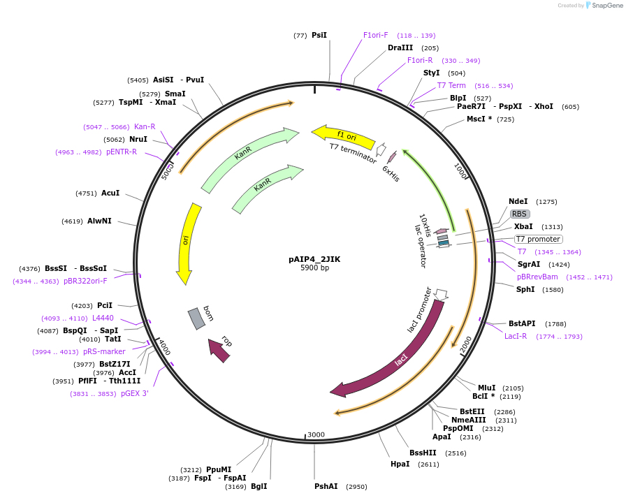 234170-plasmid-map-sequence-id-464136