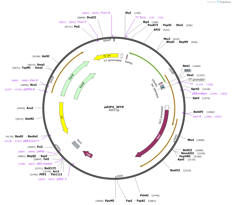 234176-plasmid-map-sequence-id-464141