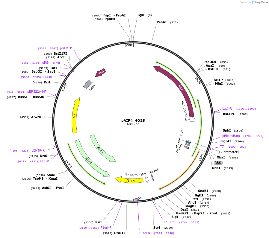 234177-plasmid-map-sequence-id-464142