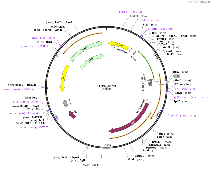 234179-plasmid-map-sequence-id-464144