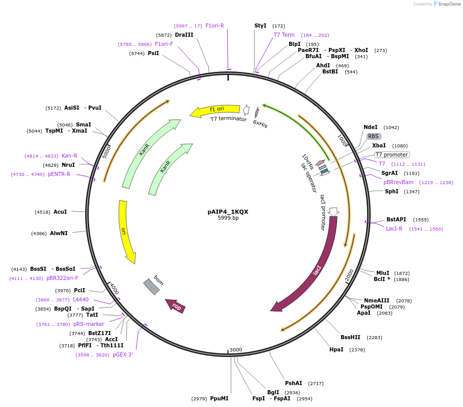 234181-plasmid-map-sequence-id-464146