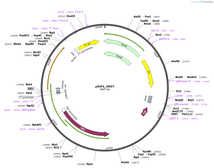 234186-plasmid-map-sequence-id-464151
