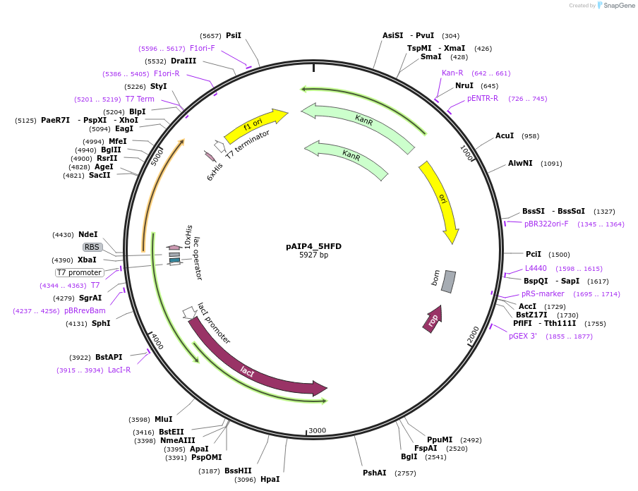 234189-plasmid-map-sequence-id-464154