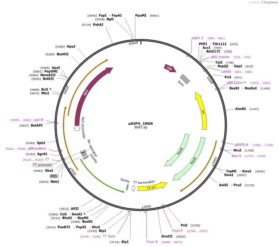 234191-plasmid-map-sequence-id-464156