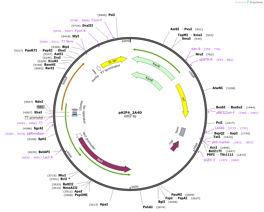 234196-plasmid-map-sequence-id-464161