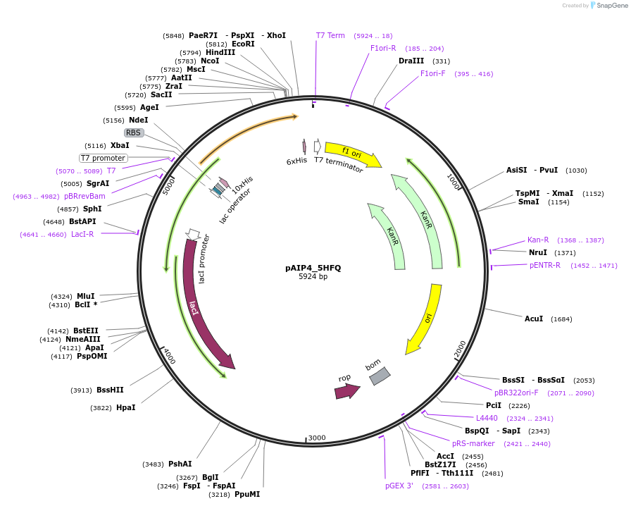 234198-plasmid-map-sequence-id-464163
