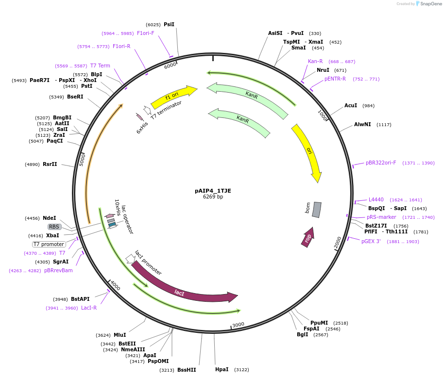 234203-plasmid-map-sequence-id-464168