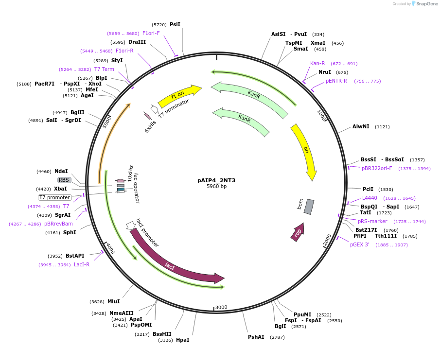 234208-plasmid-map-sequence-id-464173