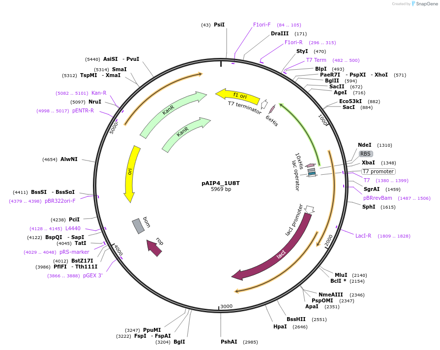 234211-plasmid-map-sequence-id-464176