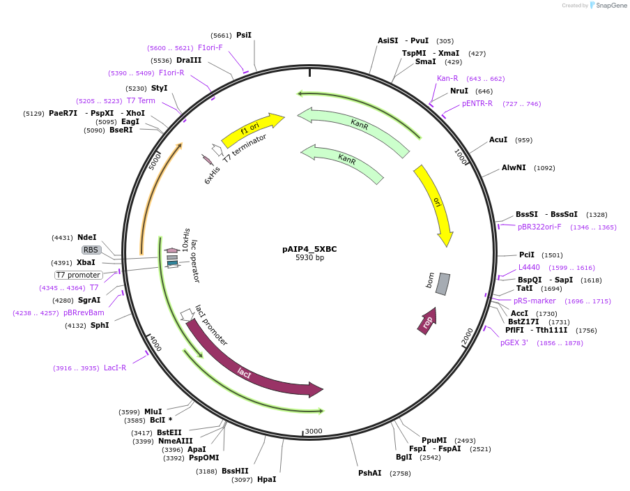 234213-plasmid-map-sequence-id-464178