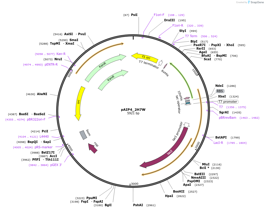 234220-plasmid-map-sequence-id-464185