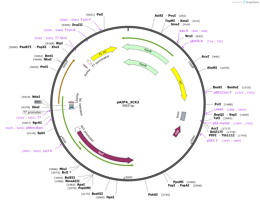 234221-plasmid-map-sequence-id-464186