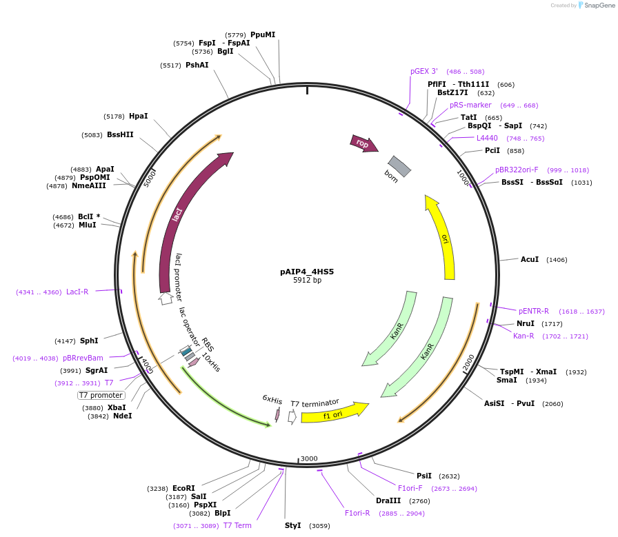 234223-plasmid-map-sequence-id-464188