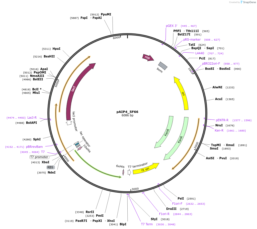 234226-plasmid-map-sequence-id-464191
