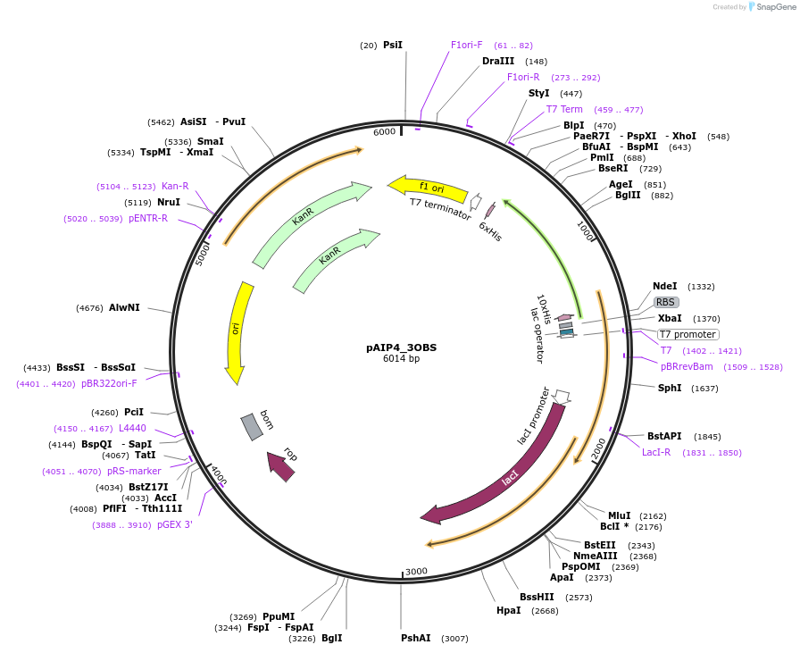 234227-plasmid-map-sequence-id-464192
