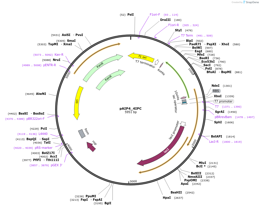234229-plasmid-map-sequence-id-464194