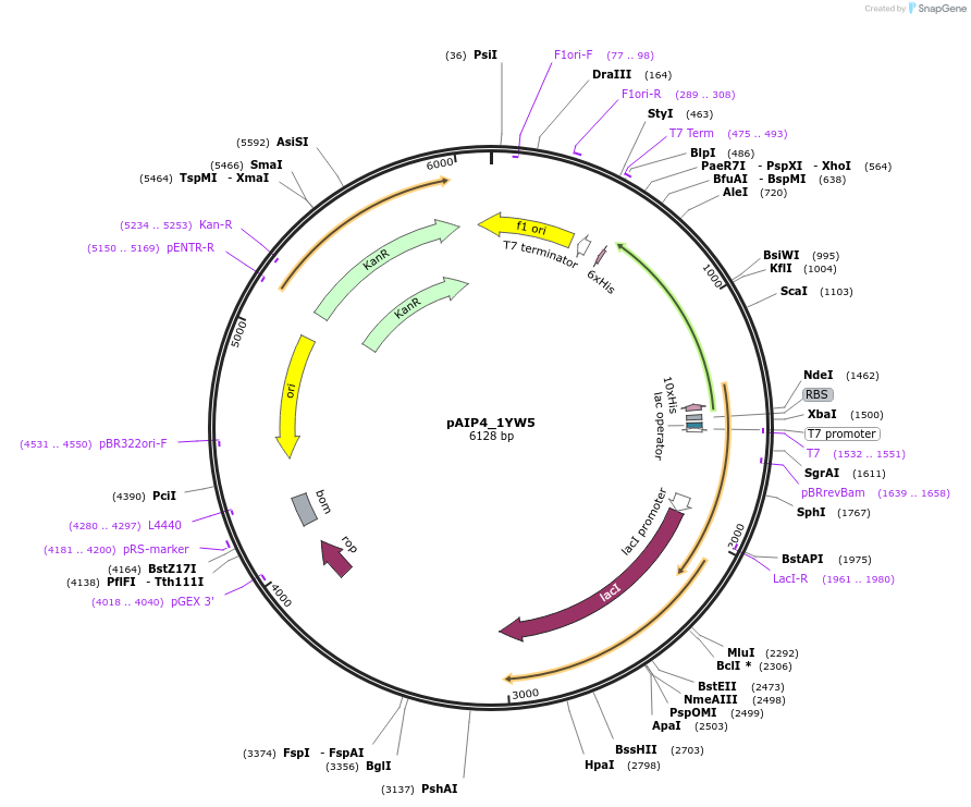 234235-plasmid-map-sequence-id-464199