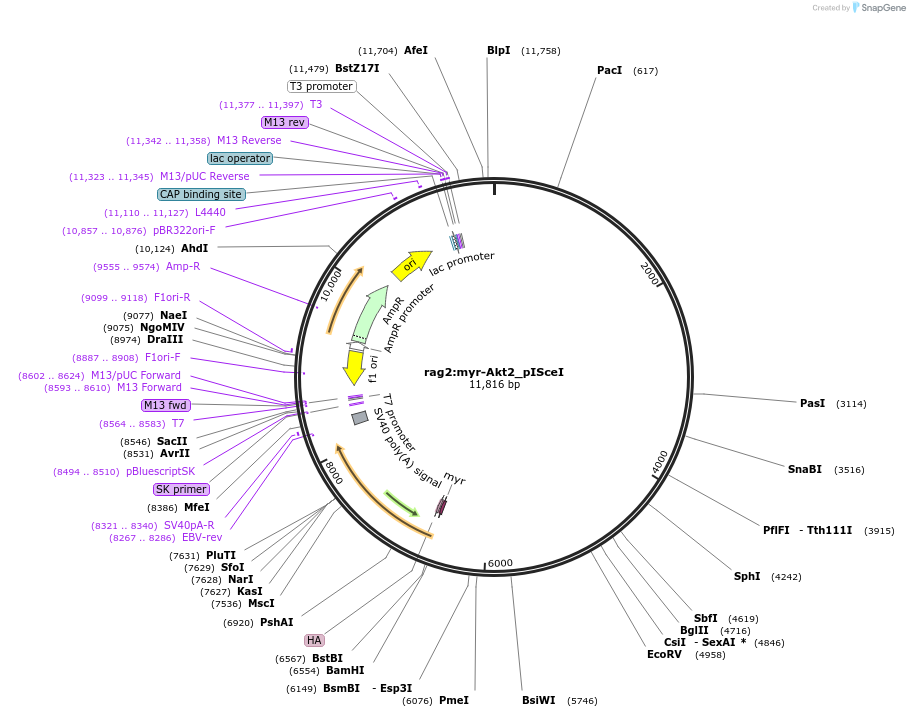 231495-plasmid-map-sequence-id-464203